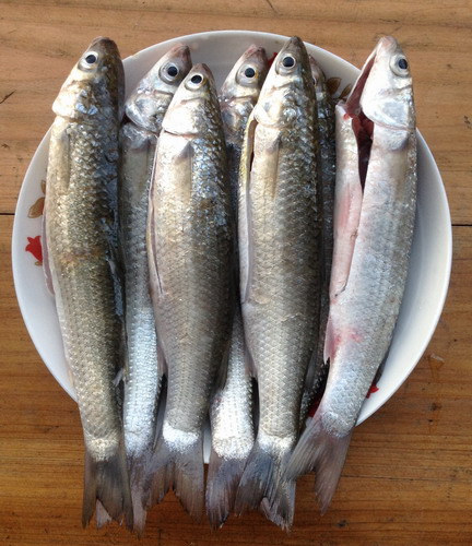 家常菜:香煎乌头鱼