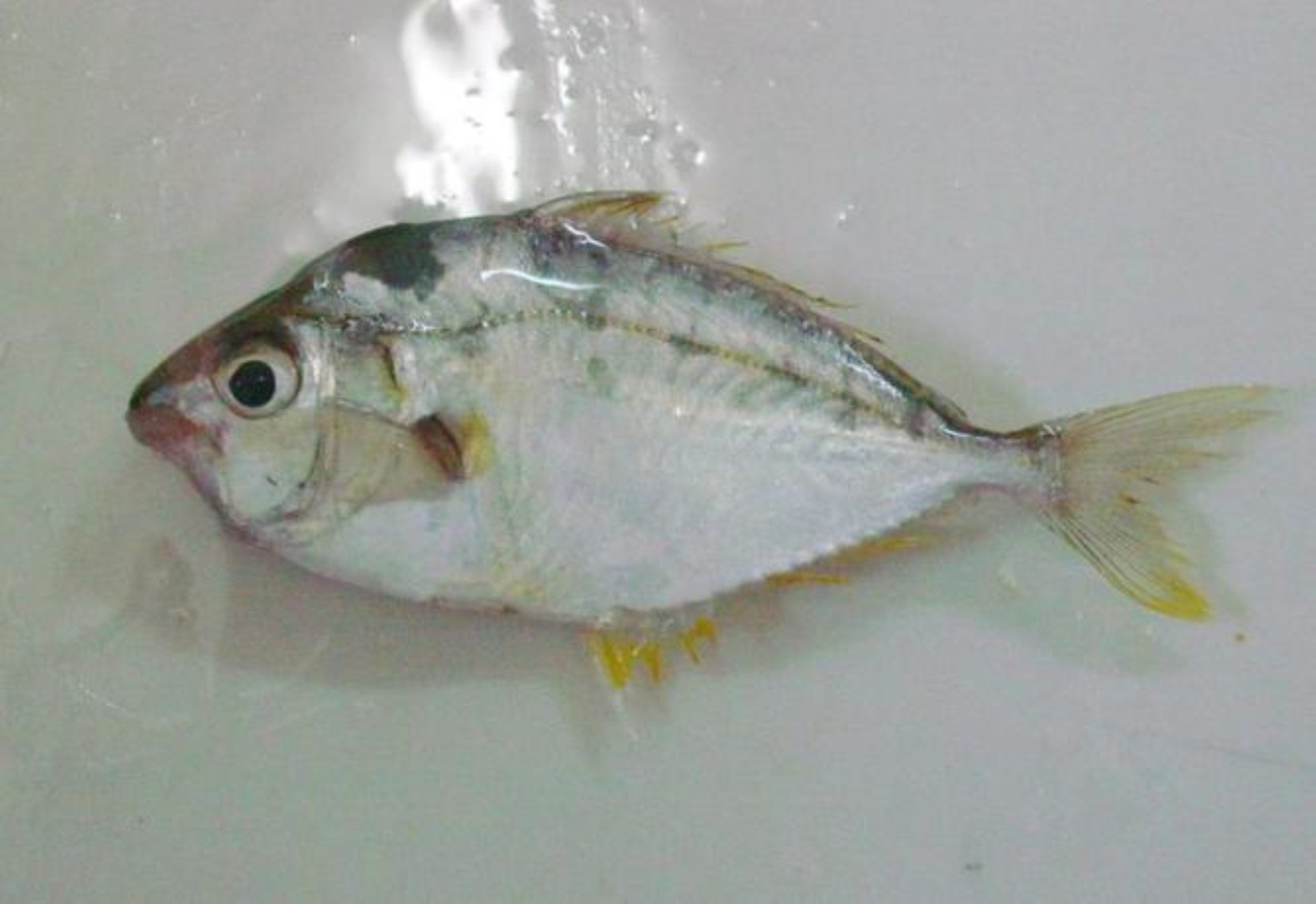  p data-id="gn6t3rcu1f">黄鳍马面魨是一种鱼类的名称. /p>