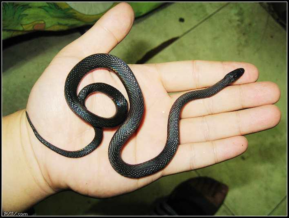  p>黑脊蛇(学名:achalinus spinalis)是游蛇科,脊蛇属的爬行动物.