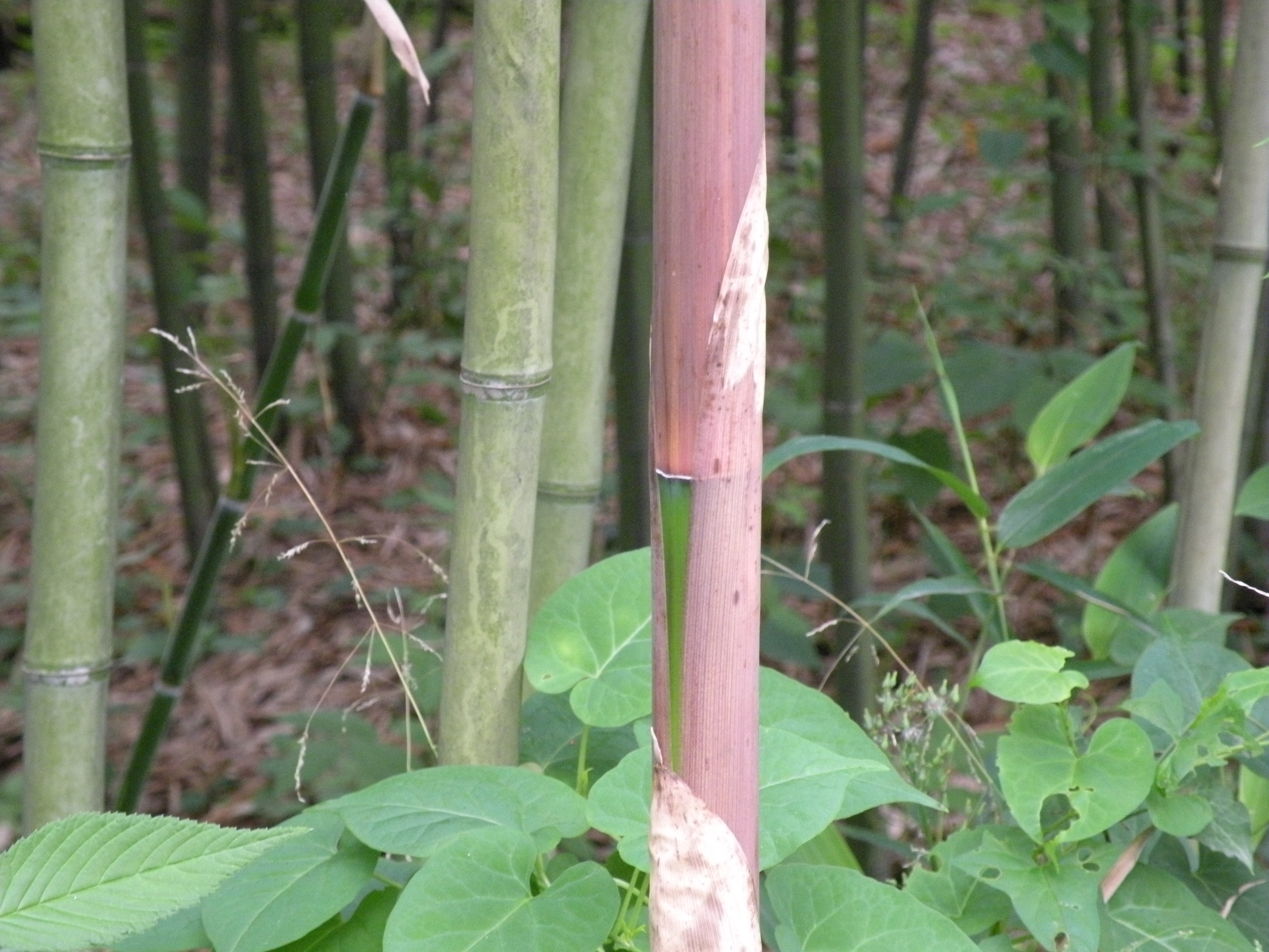 环竹(学名: i>phyllostachys meyer /i>i mcclure)是禾本科,刚竹属 a