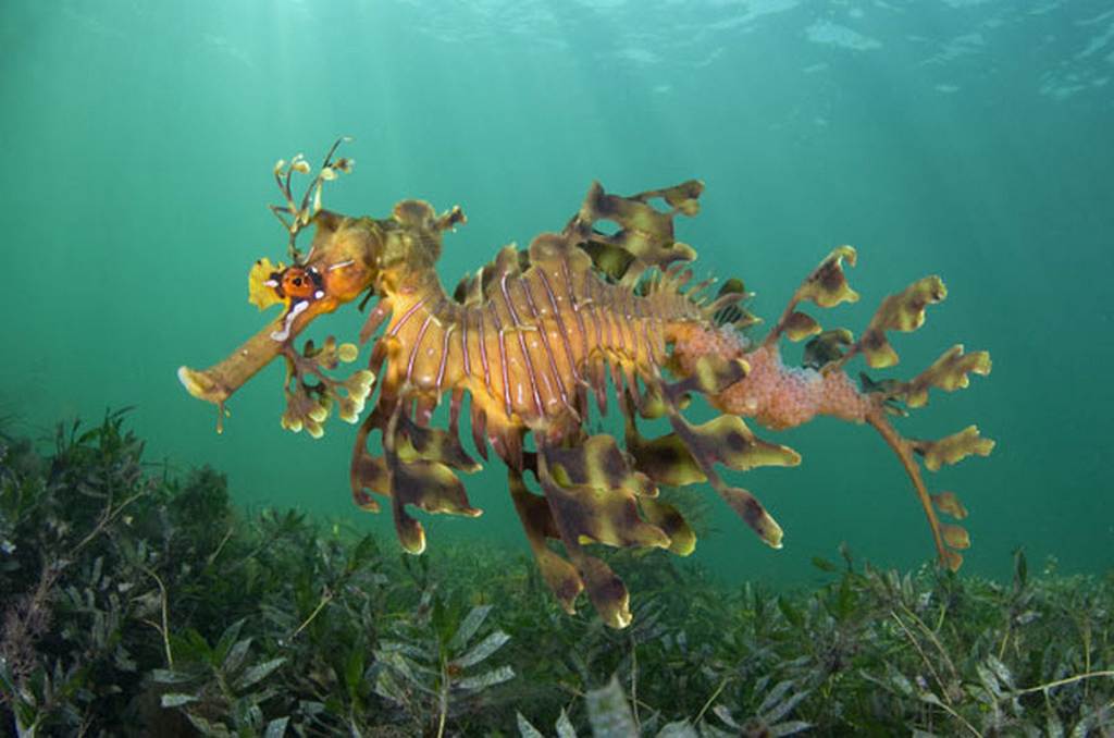  p>叶海龙(学名: i>phycodurus eques /i>)是海龙科,叶海龙属鱼类.