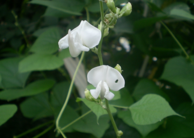  p>白扁豆花为豆科植物扁豆,7～8月间采收未完全开放的花,晒干或阴干.