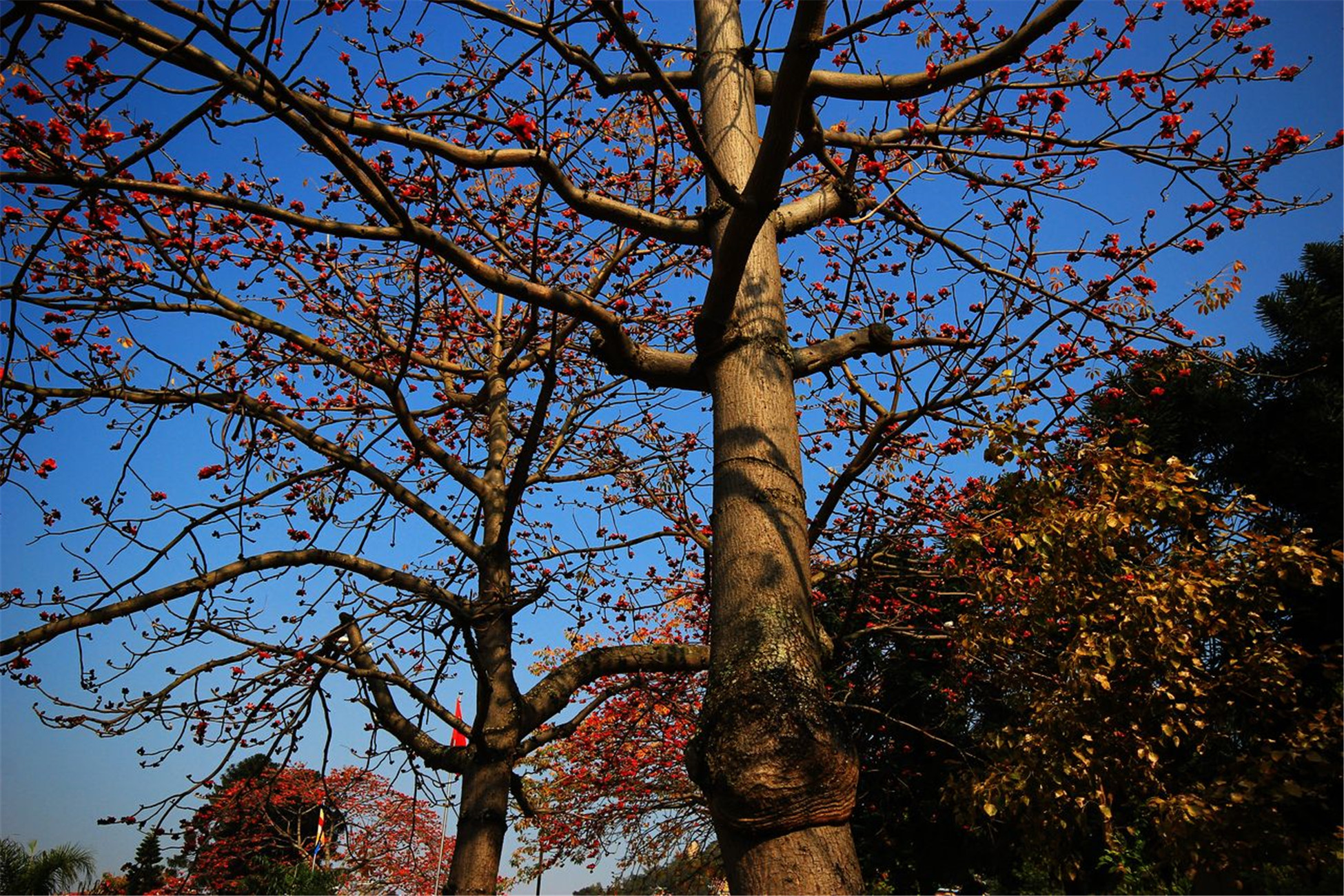  p>木棉树,别称 a target="_blank" href="/item/攀枝花/10894722"