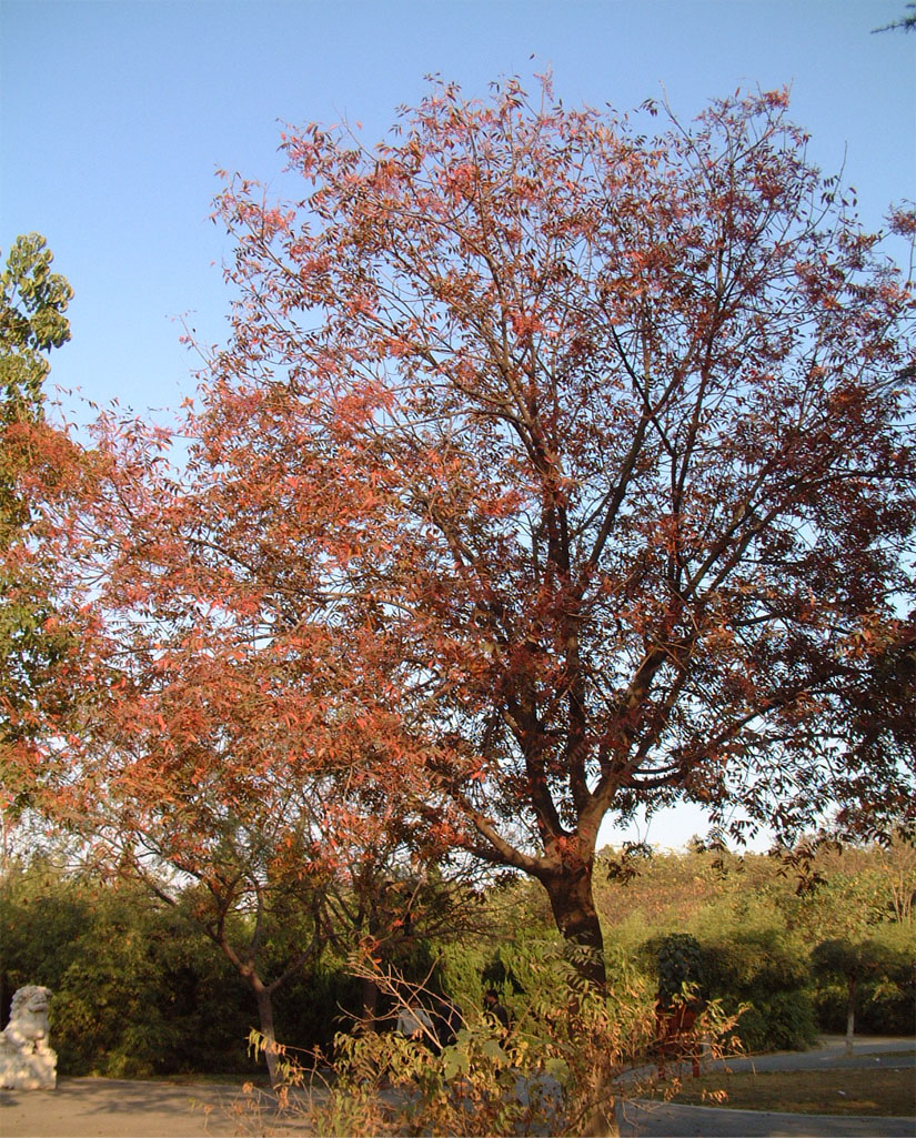  p>黄连木(学名: i>pistacia chinensis /i> bunge)是漆树科,黄连木属