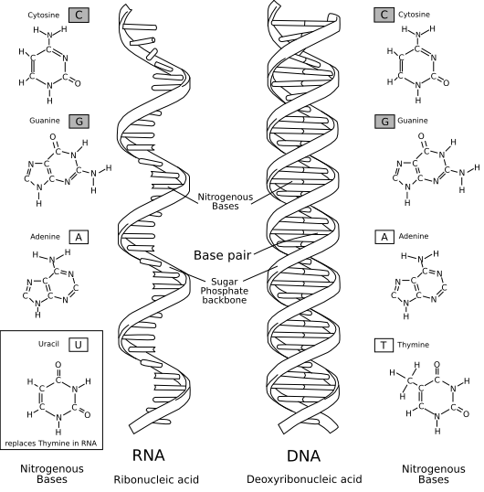 RNA世界假说_百度百科