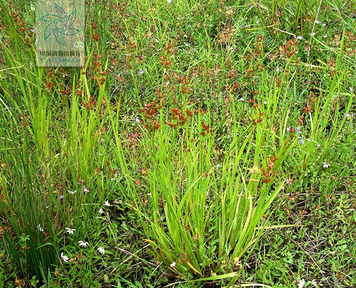 山东,河南,湖北,四川,云南,西藏等省区,生于海拔1200一3680米的草甸