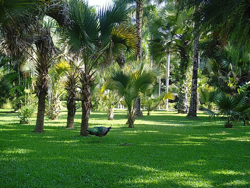  p>热带季雨林(tropical monsoon forest):是分布于热带,有周期性干