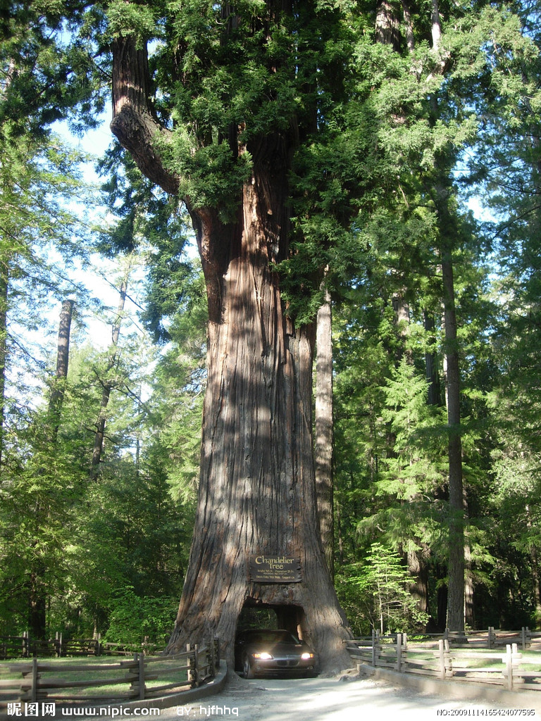  p>巨杉属(学名:sequoiadendron buchholz) , a target="_blank" href