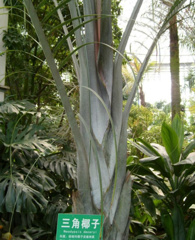  p>三角椰子(学名: i>dypsis decaryi /i> (jum.