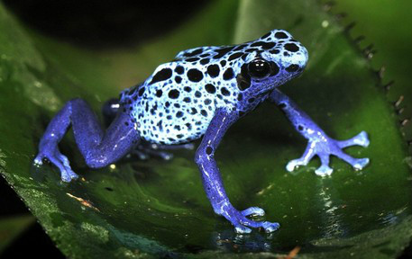 tinctorius a target="_blank" href="/item/染色箭毒蛙/1389606"