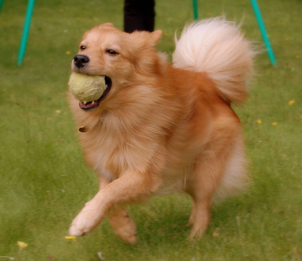 芬兰丝毛犬