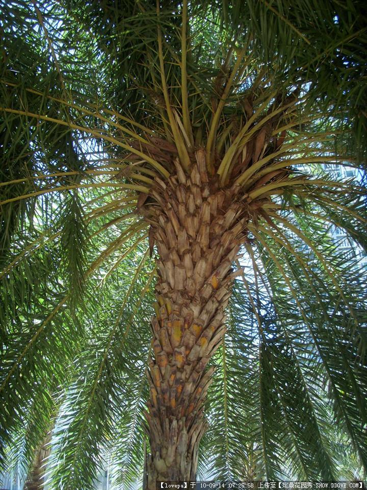 加拿利海枣能吃吗(加拿利海枣能吃吗有毒吗)