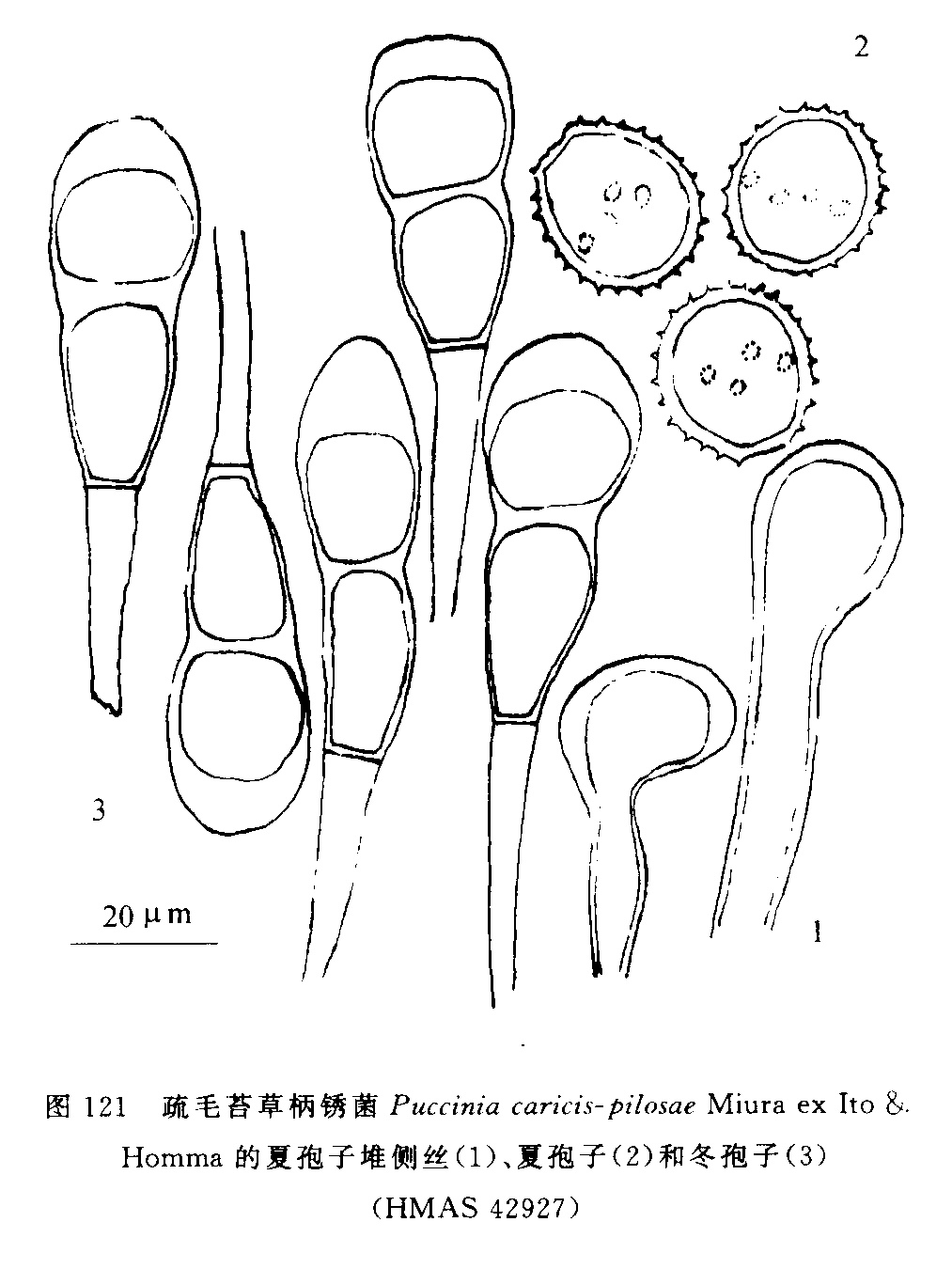 cumm. 的夏孢子阶段.