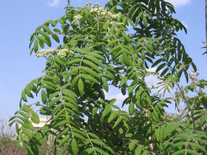  p>湖北花楸(学名:sorbus hupehensis c. k. schneid.