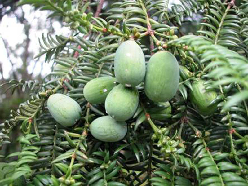 肉豆蔻科肉豆蔻属常绿乔木 a target="_blank" href="/item/植物