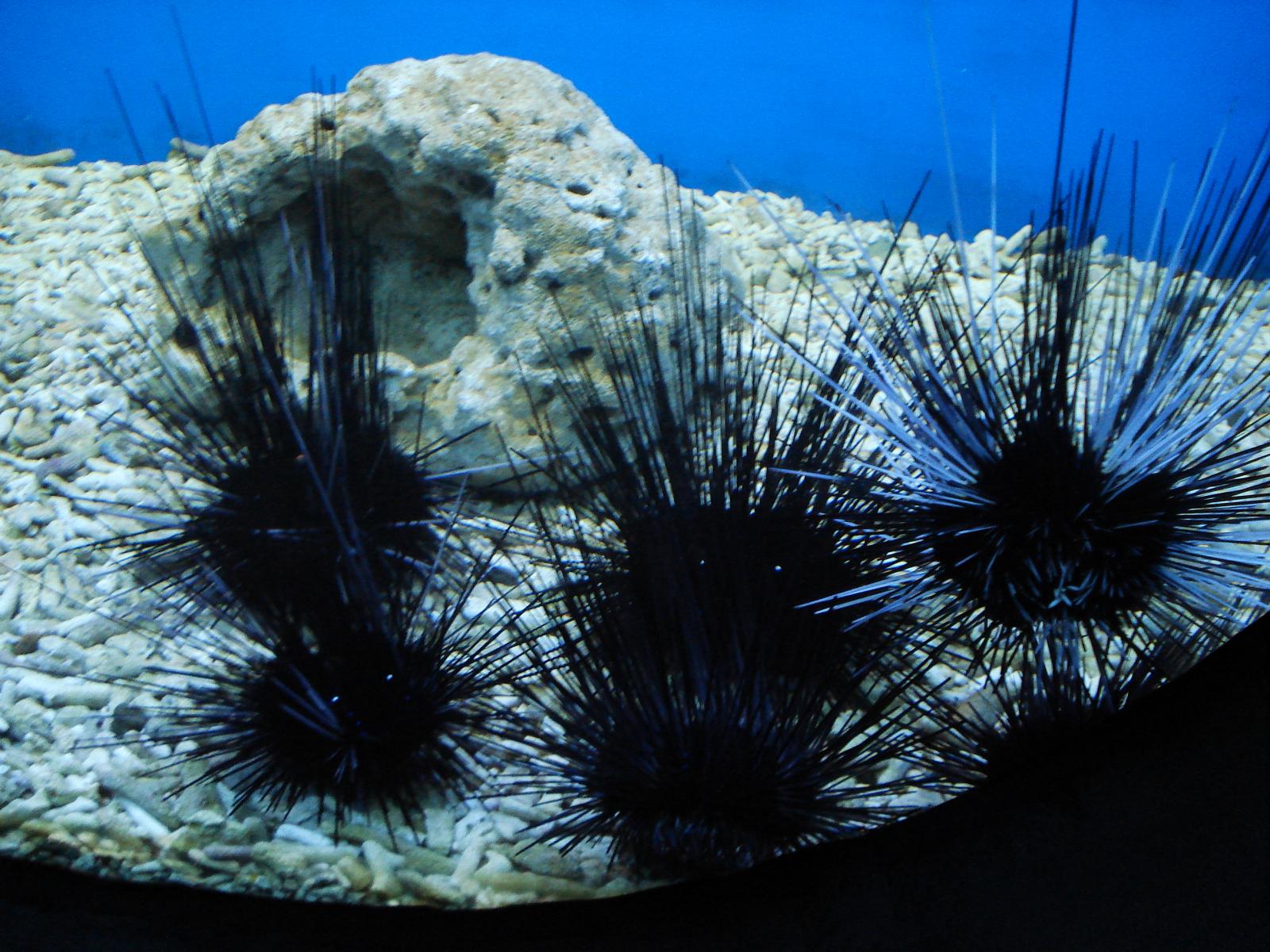  p data-id="gnww9svwr8">棘皮动物门(echinodermata)是一类后口动物