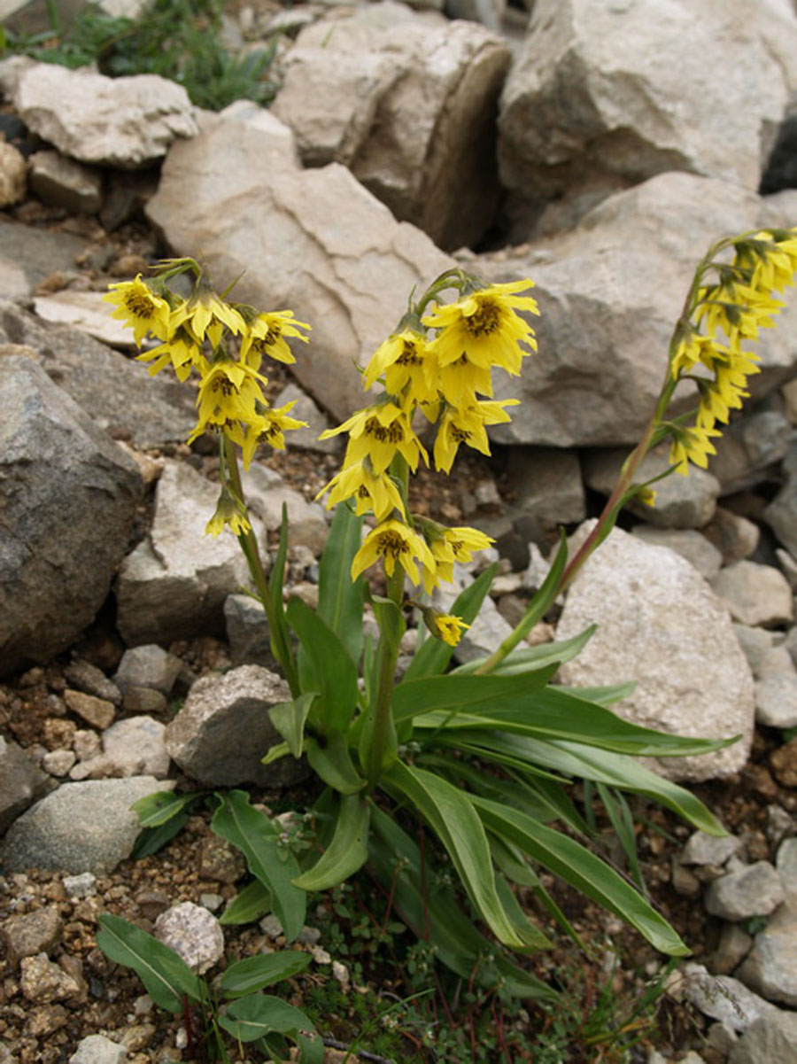  p>垂头菊,菊科垂头菊属的植,多年生草本植物.