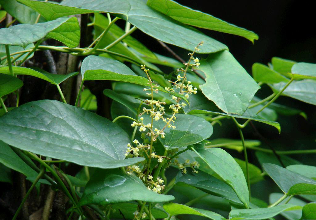  p>防己,中药名.为防己科植物粉防己 i>stephania tetrandra s.