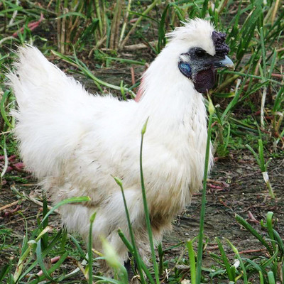 江山白羽乌骨鸡