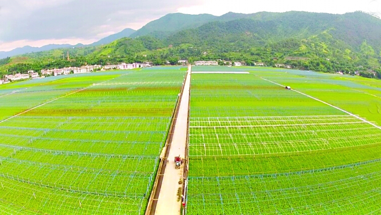  p>杜楼镇,安徽 a target="_blank" href="/item/萧县">萧县 /a>辖镇