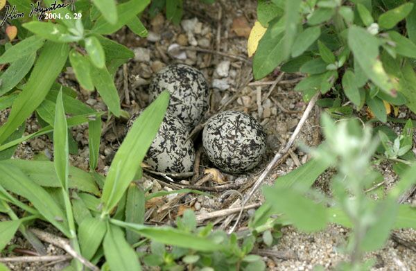 charadrius alexandrinus alexandrinus