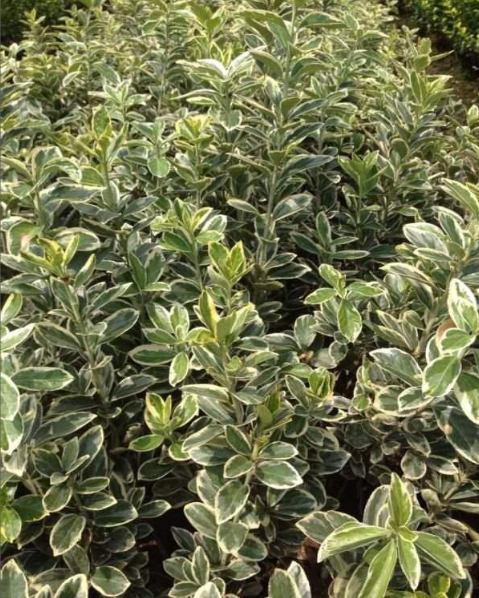  p>金边黄杨(学名: i>euonymus japonicus aureo-marginatus /i>)是