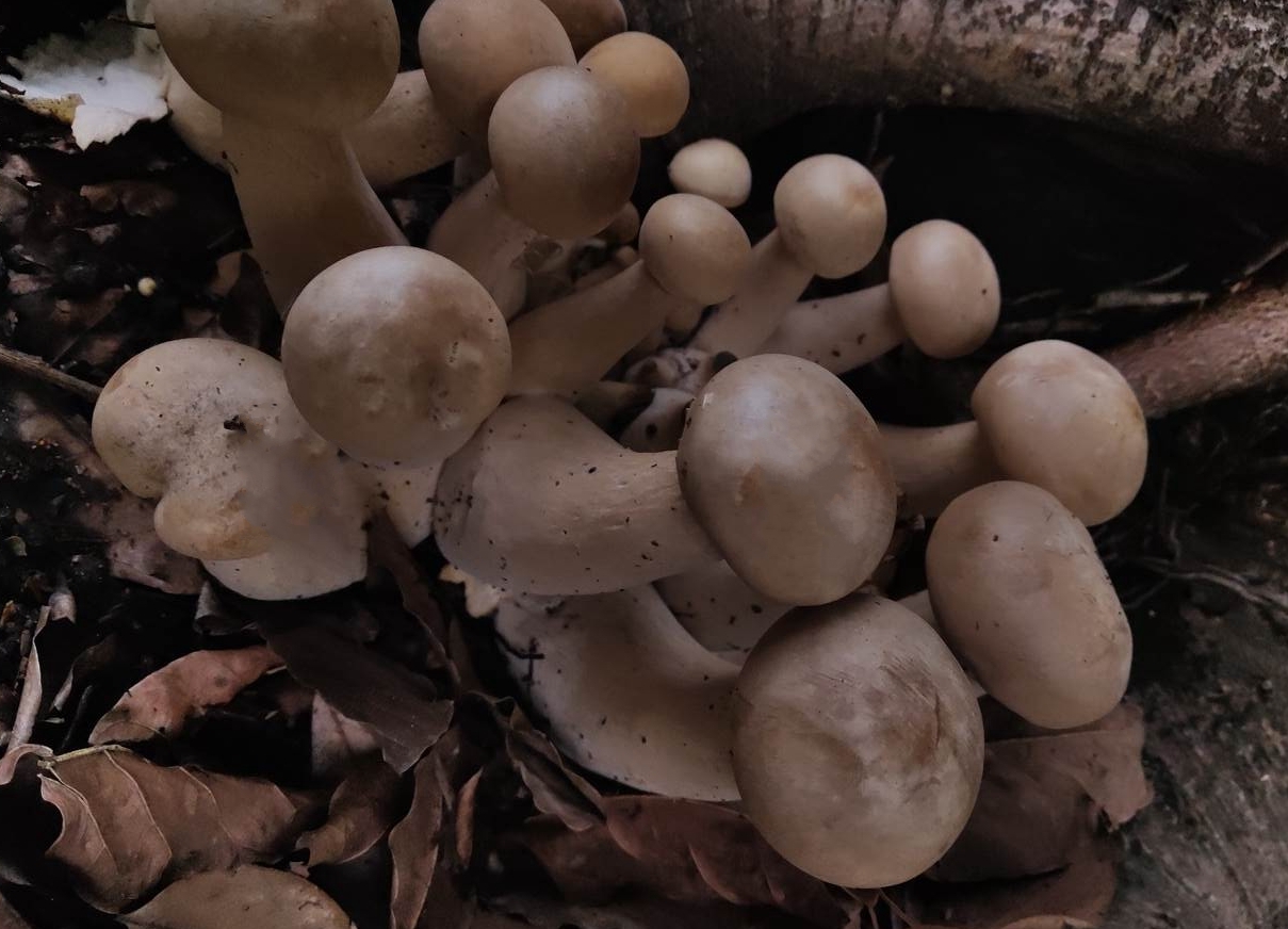 cybe gigantea /i> (massee) pegler & lodge )是口蘑科口蘑属 a