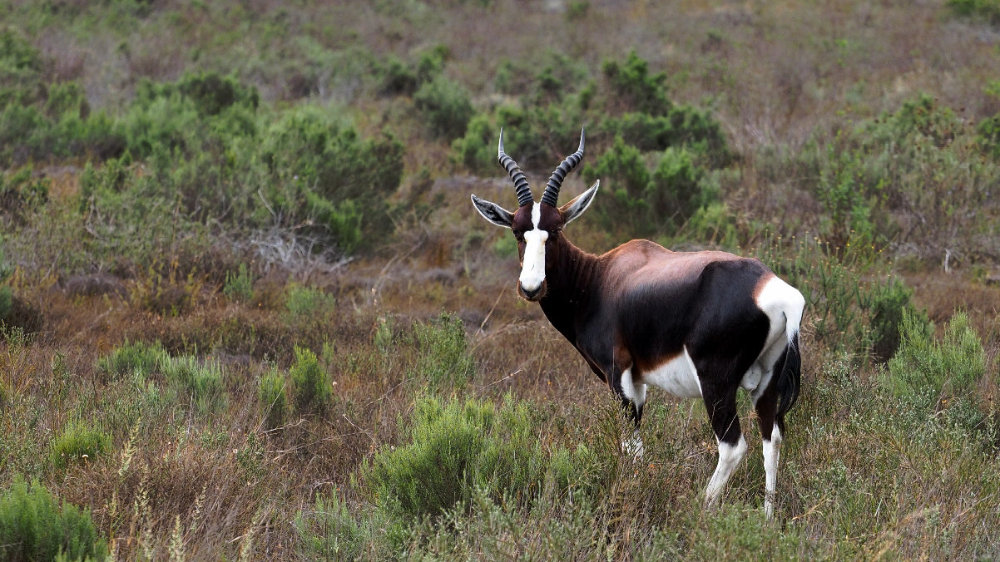 白纹牛羚国家公园