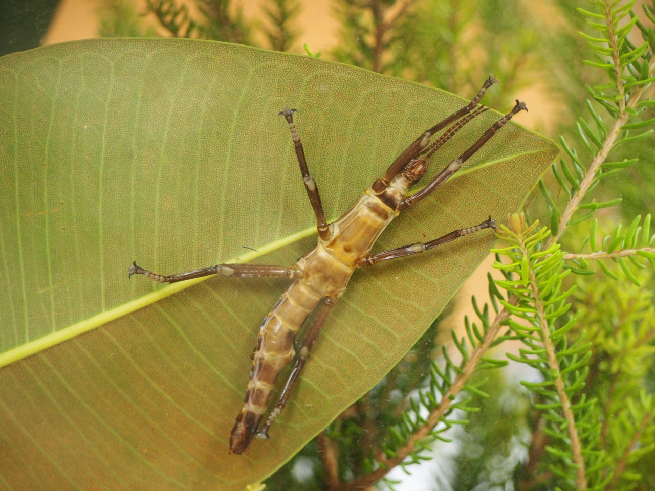 豪勋爵岛竹节虫