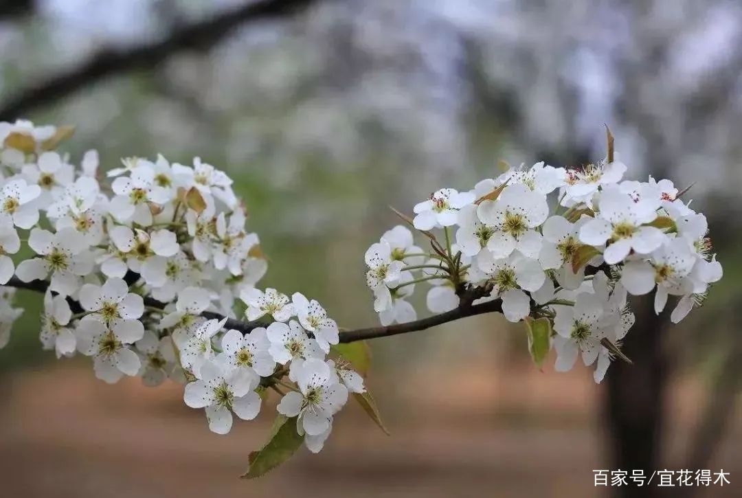 棠梨鉴赏｜东风二月淮阴郡，唯见棠梨一树花_百科TA说