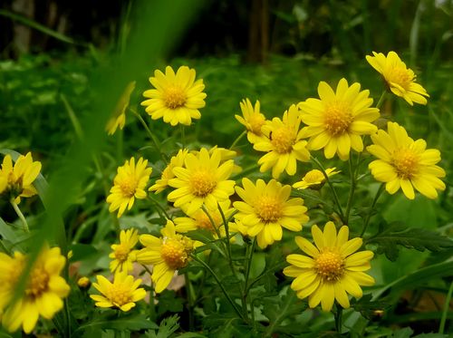  p data-id="txtdg015z7bq">野菊( i>chrysanthemum /i>  i>indicum 