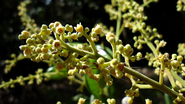 Licania littoralis_百度百科