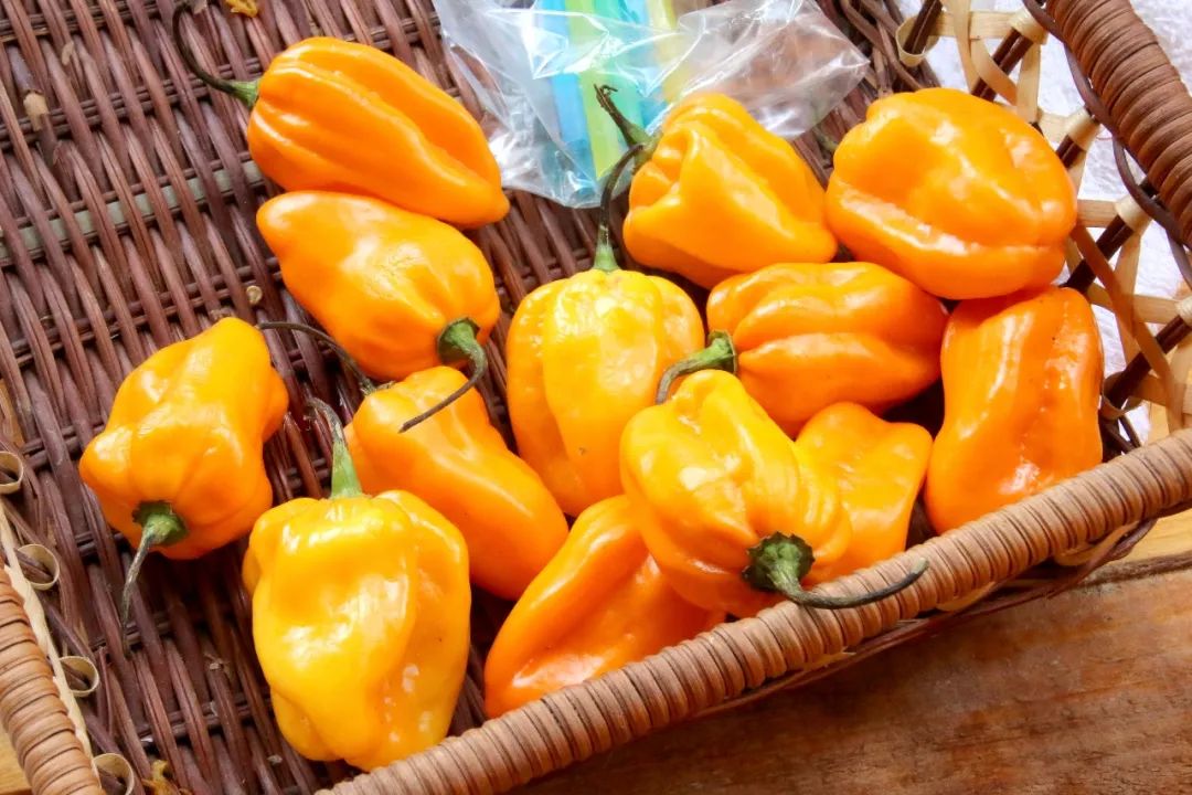 陵水黄灯笼辣椒