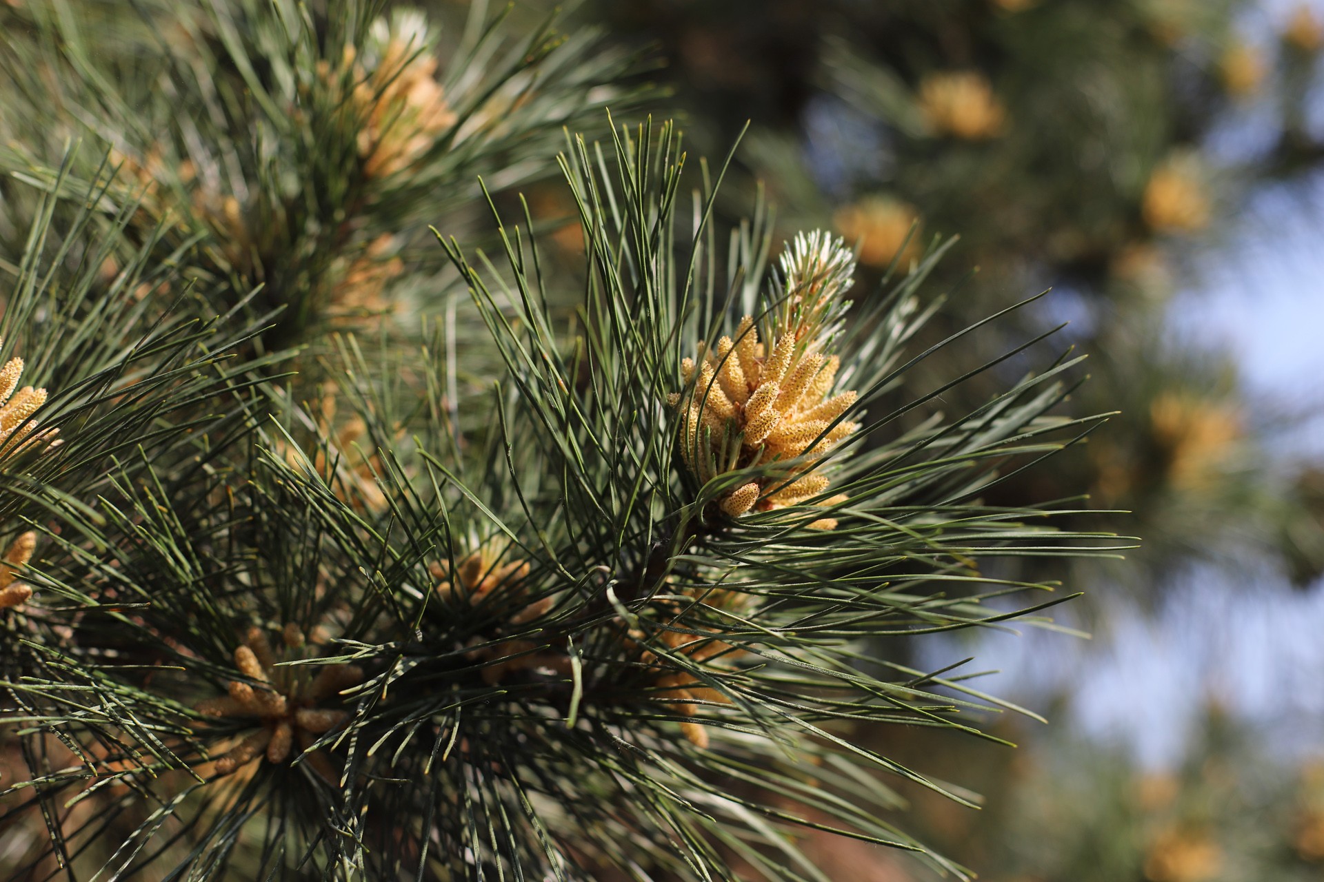 pinus tabulaeformis carr.pinus kesiya