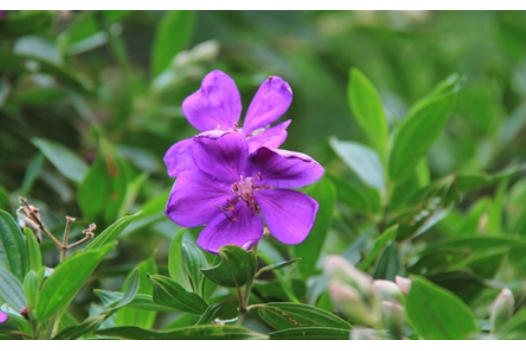 角茎野牡丹