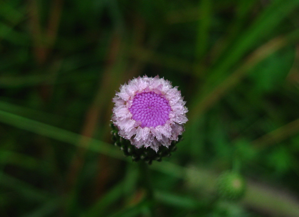  p>绿蓟(学名:cirsium chinense gardn. et champ.
