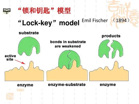 锁钥学说_百度百科