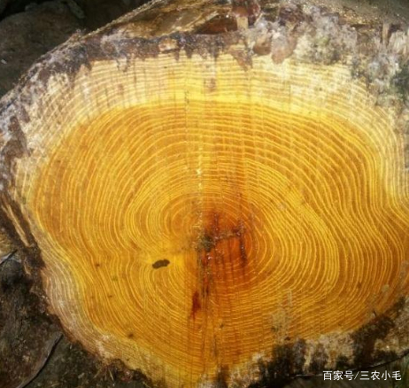 柘木是怎样一种树木？为何能和紫檀齐名？长得平凡但价值高_百科TA说