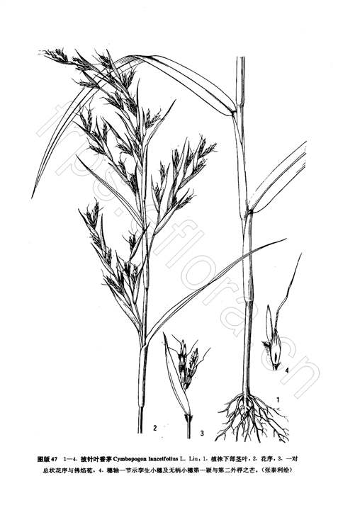 披针叶香茅