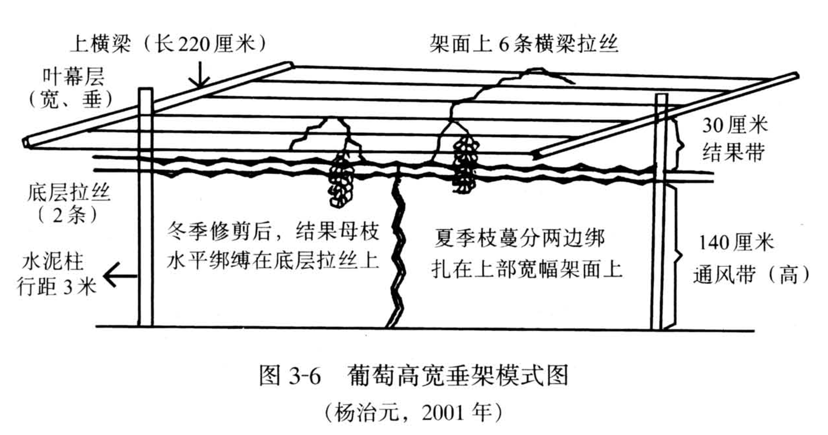 <p>葡萄高宽垂架