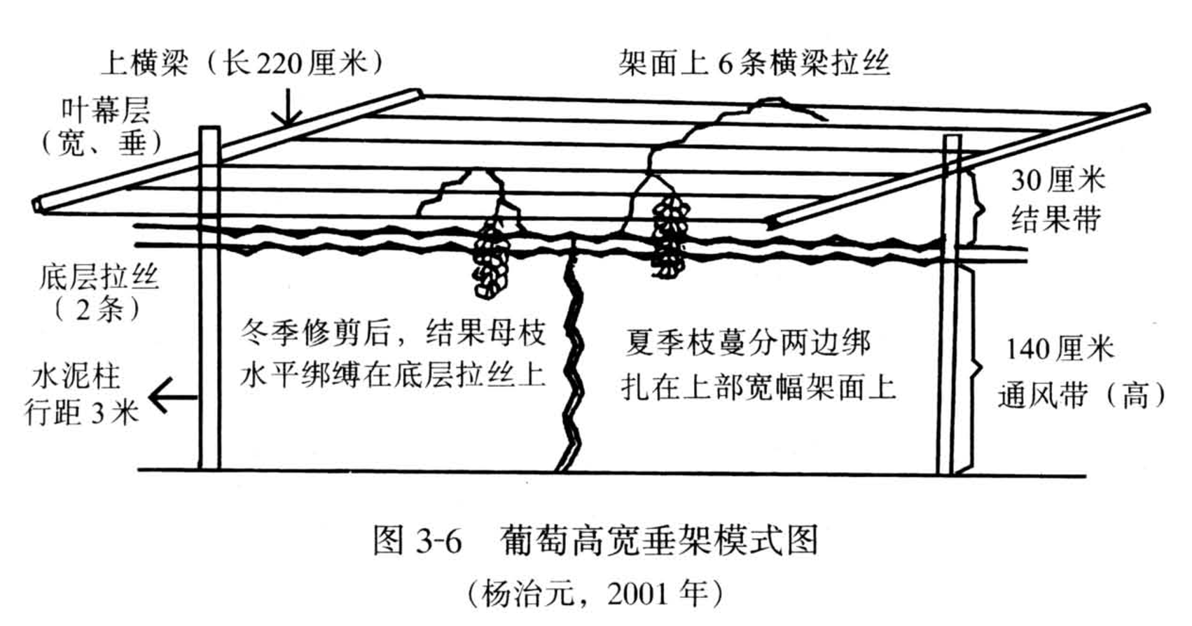 葡萄高宽垂架