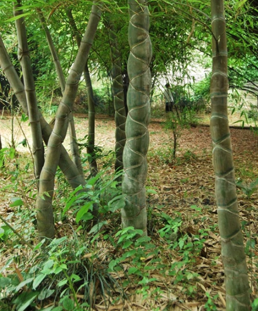  p>龟甲竹(学名: i>phyllostachys heterocycla /i>  (carr.