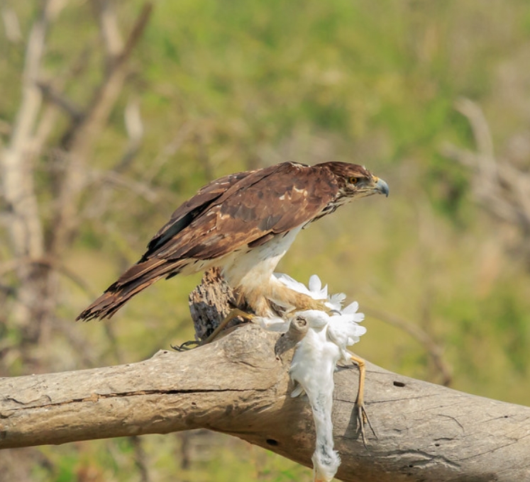  p>非洲雕(学名: i>aquila spilogaster /i>):是鹰科,雕属的猛禽.