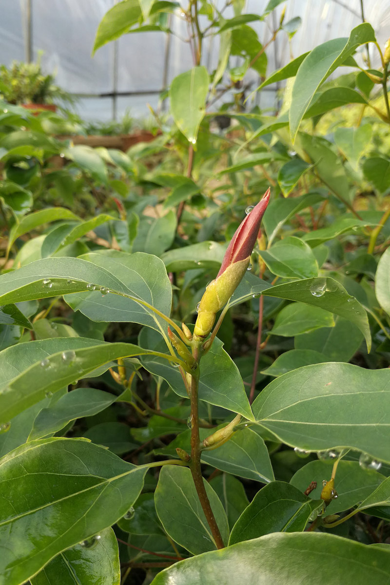 樟树雷州嫁接无性系37号