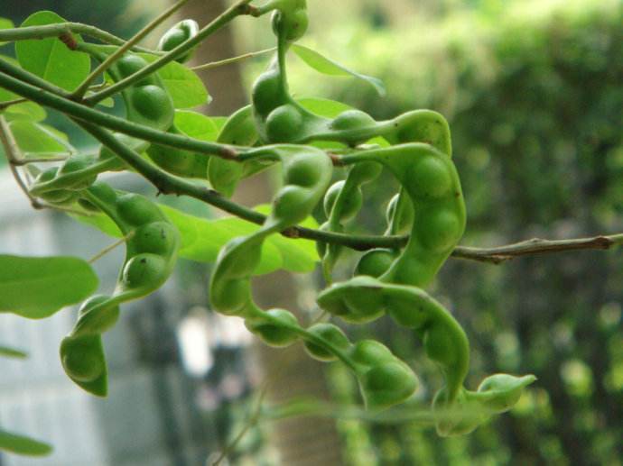  p data-id="8ffgw4k">孔雀豆海南个体053是一