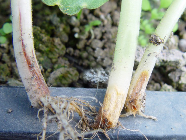 黄瓜腐霉根腐病