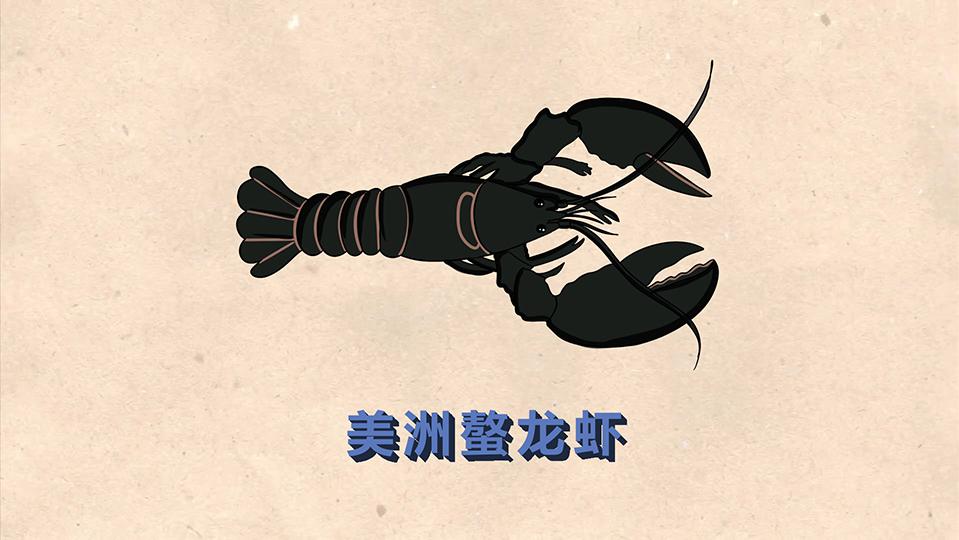 美洲螯龙虾:海螯虾科螯龙虾属动物
