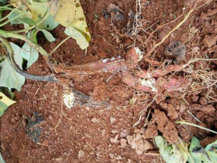  p>甘薯根腐病是由多种镰孢菌引起的,发生在 a target="_blank" href=