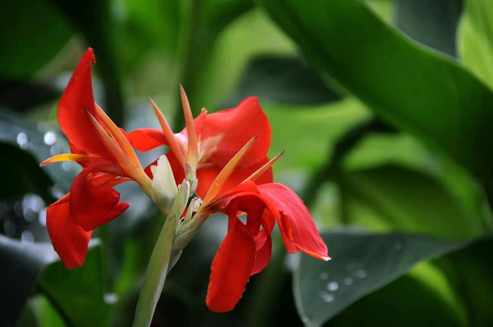 姜花美人蕉