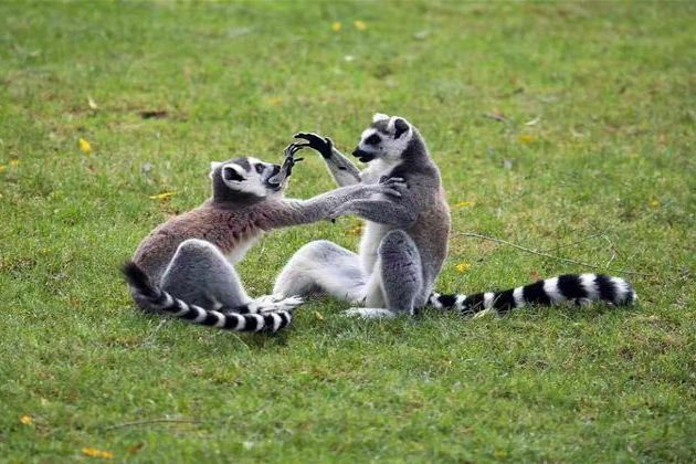 合肥疯狂松鼠岛